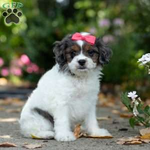 Sunshine, Cavapoo Puppy